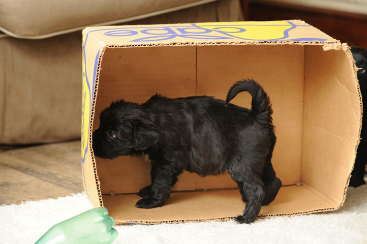 Puppy socialisation plan to get Britain’s dogs back on track